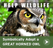 Help Wildlife. Symbolically adopt a great horned owl today!